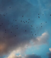 Birds In Sky