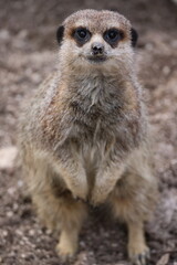 Fototapeta premium suricata