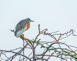 Pond Heron resting