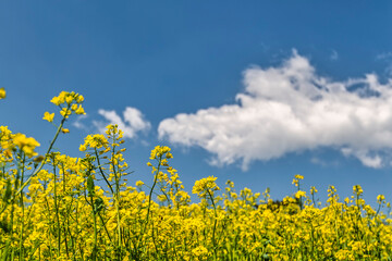 제주도의  유채꽃밭과 파란하늘