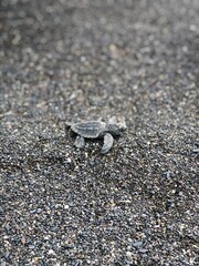 turtle in sand