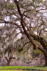 Beautiful nature image of live oak covered in Spanish moss seen from low country South Carolina.