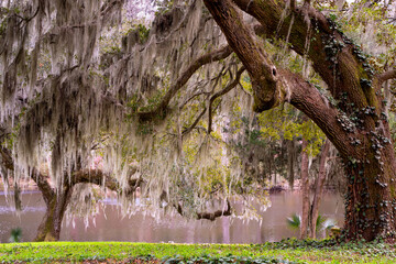 Beautiful nature image of live oak covered in Spanish moss seen from low country South Carolina.