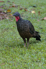 Spix's Guan (Penelope jacquacu), Manu National Park, Peruvian Amazon, Peru