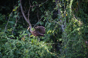 Flying Limpkin (Aramus guarauna), Manu National Park, Peruvian Amazon, Peru