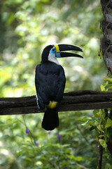 White-throated toucan (Ramphastos tucanus), Manu National Park cloud forest, Peru