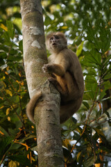 White-Fronted Capuchin (Cebus aequatorialis), Manu National Park, Peruvian Amazon, Peru