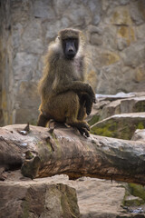 The monkey's fur is a rich brown color. The monkey's face is expressive, with a curious and alert expression, and its large eyes seem to be studying the world around it.