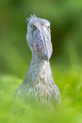 Shoebill stork in uganda Mabamba front
