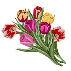 Tulips flowers bouquet, vector hand drawn illustration of blooming tulips imitating watercolor drawing, vector isolated on white background. Tulips for posters, greeting cards and party invitations.