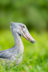 Shoebill stork in uganda Mabamba from the side