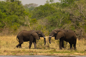 Two Elephants Greeting each other with Kingfisher flying under Tusk in Murchinson Falls National Park Nil