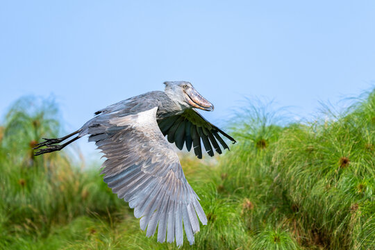 Shoebill stork in uganda Mabamba in flight