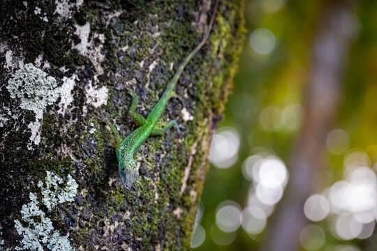 Endemic Green lizard