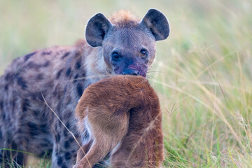 Hyena with bloody mouth in Ishasha in Queen Elizabeth national park in uganda with prey