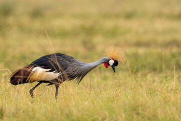Grey crowned crane in Ishasha Queen Elizabeth national park