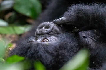 Baby Gorilla of one year playing