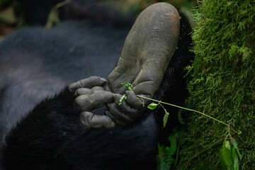Foot and Hand of a gorilla  © Jan
