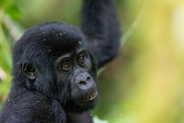 Young gorilla eating in the forest