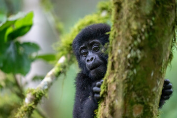 Baby Gorilla of one year playing