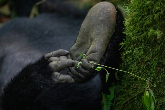 Foot and Hand of a gorilla 