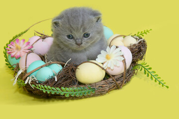 A gray kitten on an easter basket