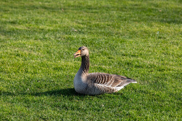 Duck Sitting on Green Grass - Mouth is open - Serene and Peaceful Wildlife Photography