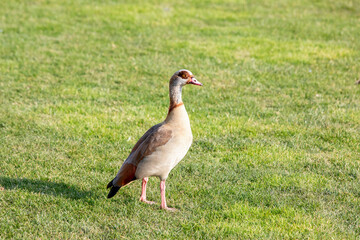 Egyptian Goose Walking on Green Grass - Captivating Wildlife Photography