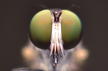 dragonfly on a branch