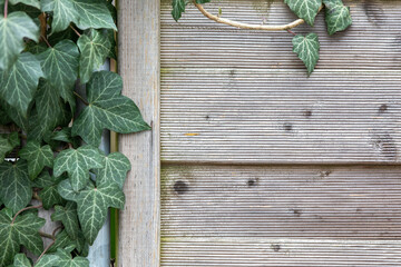 Weathered Grey Wood Panels with Common Ivy - Rustic and Natural Background