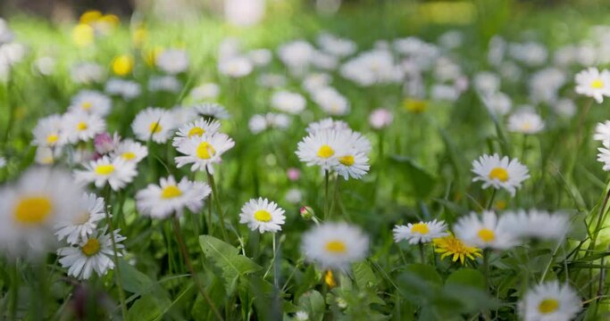 Alpine meadow with white and yellow daisies flowers. Spring summer mountain background. Camera moves through field flowers swaying on the wind, 4k video