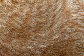 Ginger cat fur texture background. 