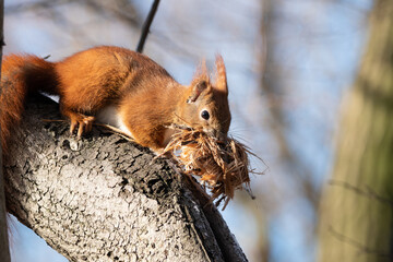 Sciurus vulgaris