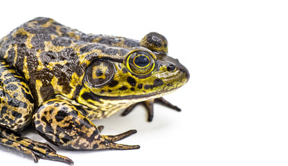 Naklejka premium American bullfrog - Lithobates or Rana catesbeianus - large male closeup Isolated on white background with copy space