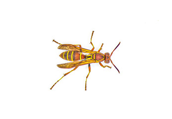 Hunters Little Paper Wasp - Polistes dorsalis dorsalis - dorsal top view from above with extreme detail.  Isolated on white