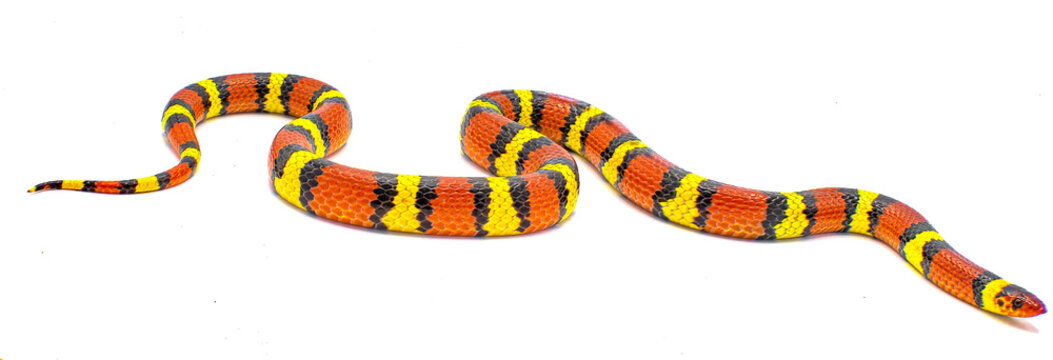 Wild scarlet kingsnake or scarlet milk snake - Lampropeltis elapsoides - Isolated on white background
