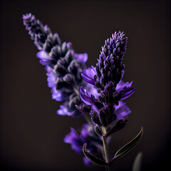 Dark purple lavender flower in black background generative ai