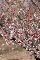 pink cherry blossoms