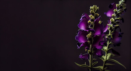Fototapeta na wymiar Dark purple snapdragon in black background generative ai