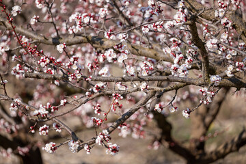 blossom in spring