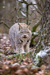 Canada lynx stalking her prey in forest. Canadian lynx in cold weather in habitat. Lynx canadensis at the turn of autumn and winter in leafy vegetation. North American mammal of the cat family Felidae