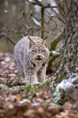 Gordijnen Canada lynx stalking her prey in forest. Canadian lynx in cold weather in habitat. Lynx canadensis at the turn of autumn and winter in leafy vegetation. North American mammal of the cat family Felidae © Luk
