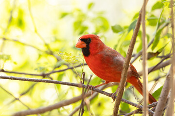 A male northern cardinal (Cardinalis cardinalis) looking handsome in the woods in Sarasota, Florida