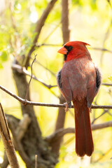 A male northern cardinal (Cardinalis cardinalis) looking handsome in the woods in Sarasota, Florida