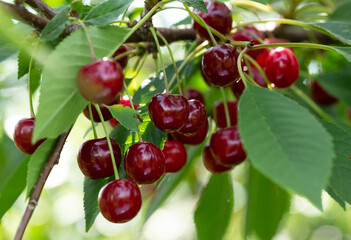 Ripe red cherries on a tree