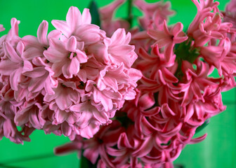 beautiful pink hyacinths, harbingers of spring, happy holidays