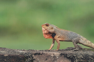 red throat garden lizard