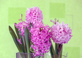 beautiful pink hyacinths, harbingers of spring, happy holidays