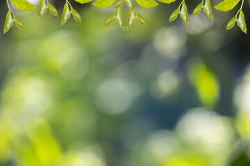 Abstract nature with bokeh , green background from the leaves , suitable for the background