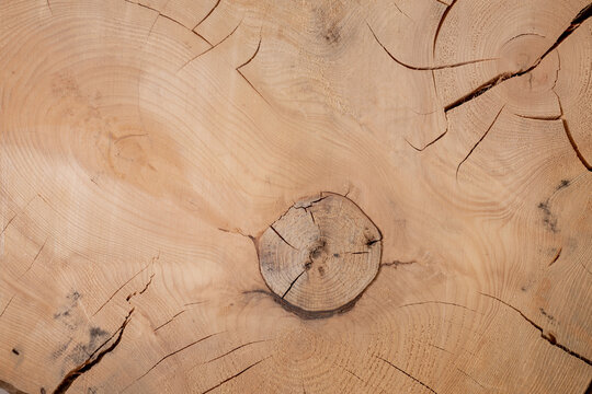 Surface of cross section of large old spruce with annual rings, knots and cracks. Close up.